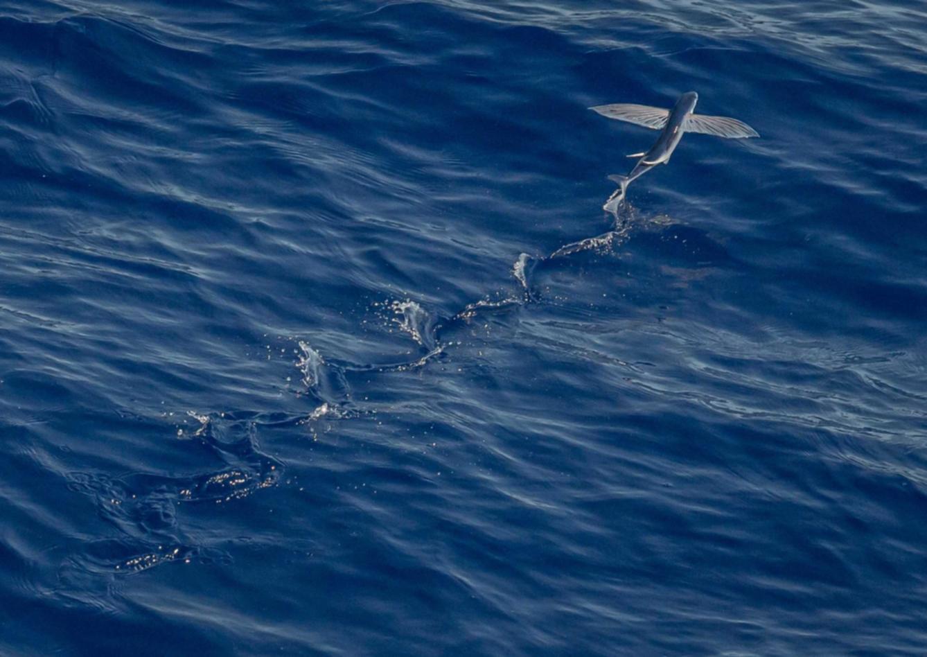 丰信移动实名账号：流量卡支持哪些手机厂商和机型？